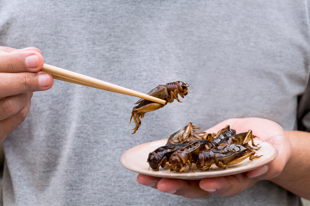 "Is It Okay to Eat?” The Growing Trend of the Edible Insect Market