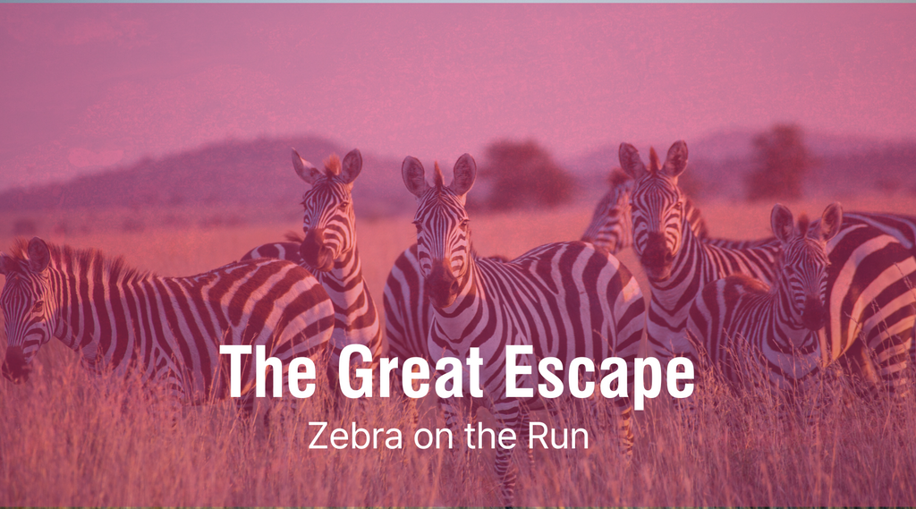 The Great Escape: Zebra on the Run